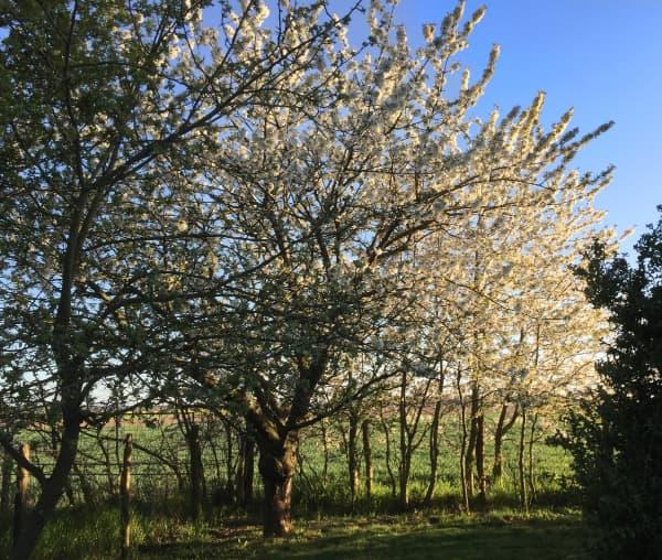 GartenimFrühling_fewo_auszeit